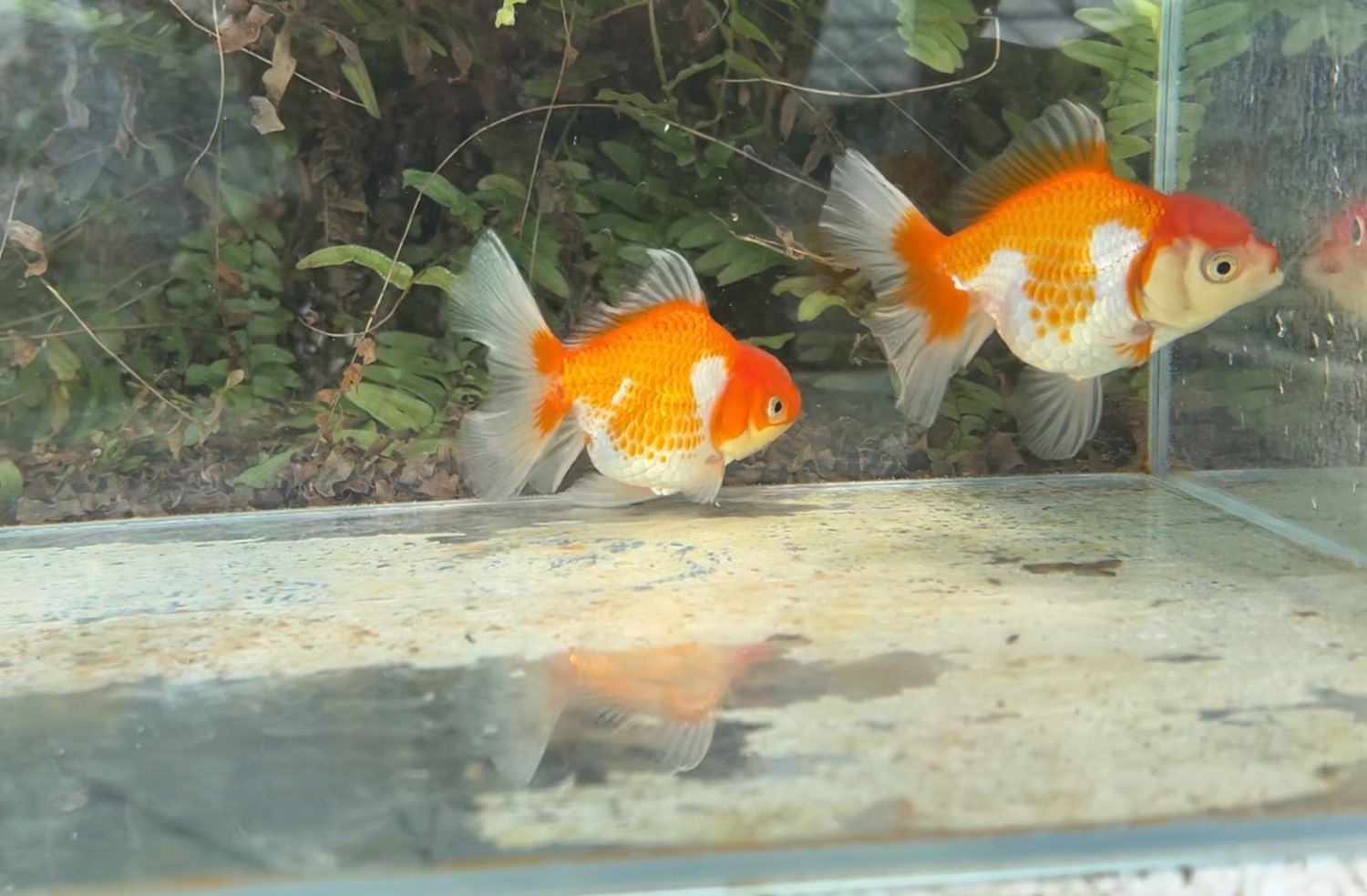 2 Pack Red And White Peonytail Orandas (M,F, 4”) - Free Shipping