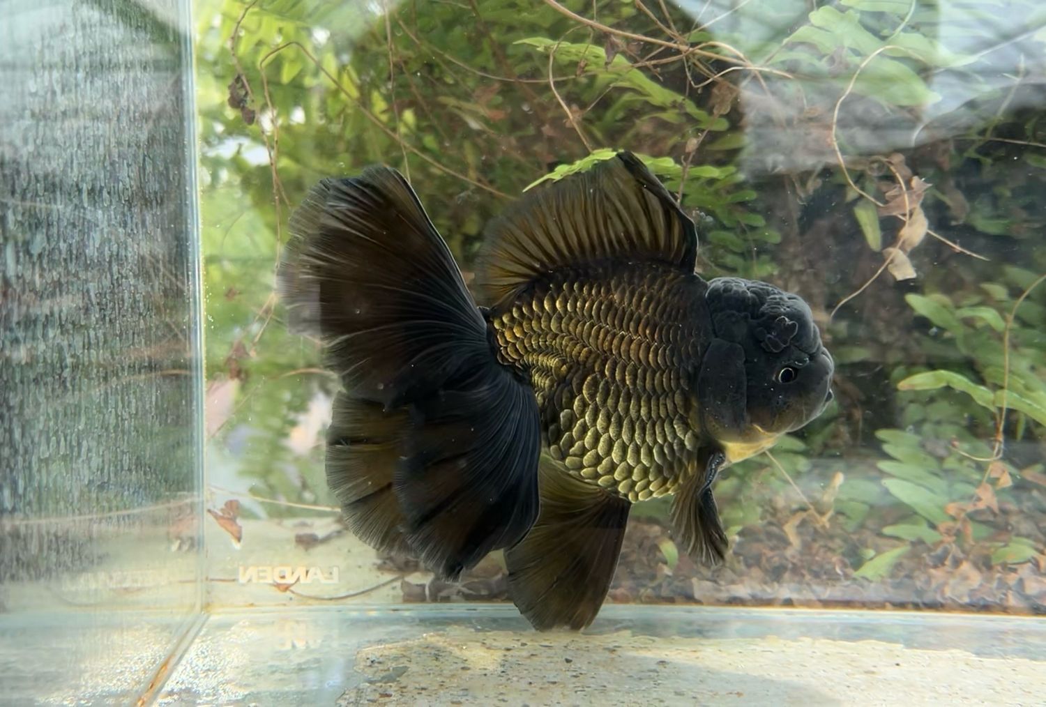 Black Rosetail Oranda (M, 6”) - Free Shipping