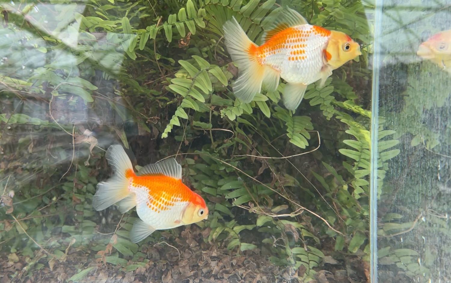 2 Pack Red And White Peonytail Orandas (M,F, 3.75 - 4”) - Free Shipping