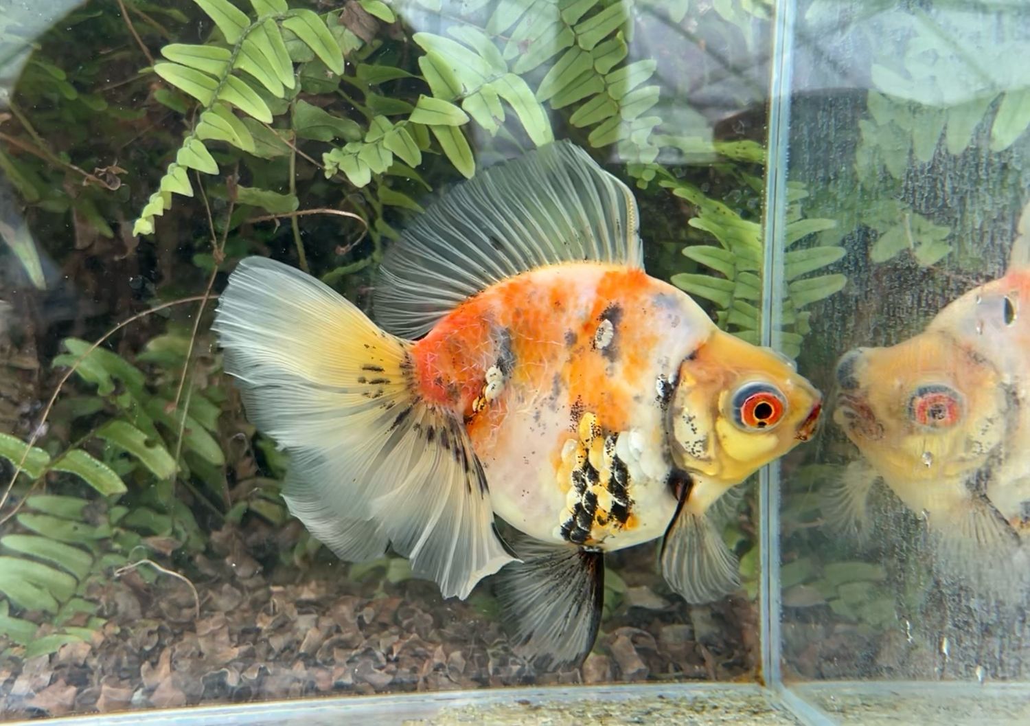 Calico Deep Body Telescope Butterfly (F, 6”) - Free Shipping