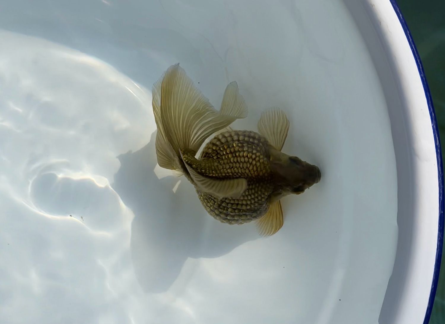 Bronze Mousehead Pearlscale (F, 4.75”) - Free Shipping