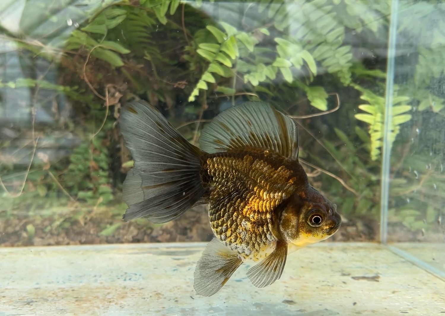 Blue And Bronze Broadtail Ryukin (F, 4.75”) - Free Shipping