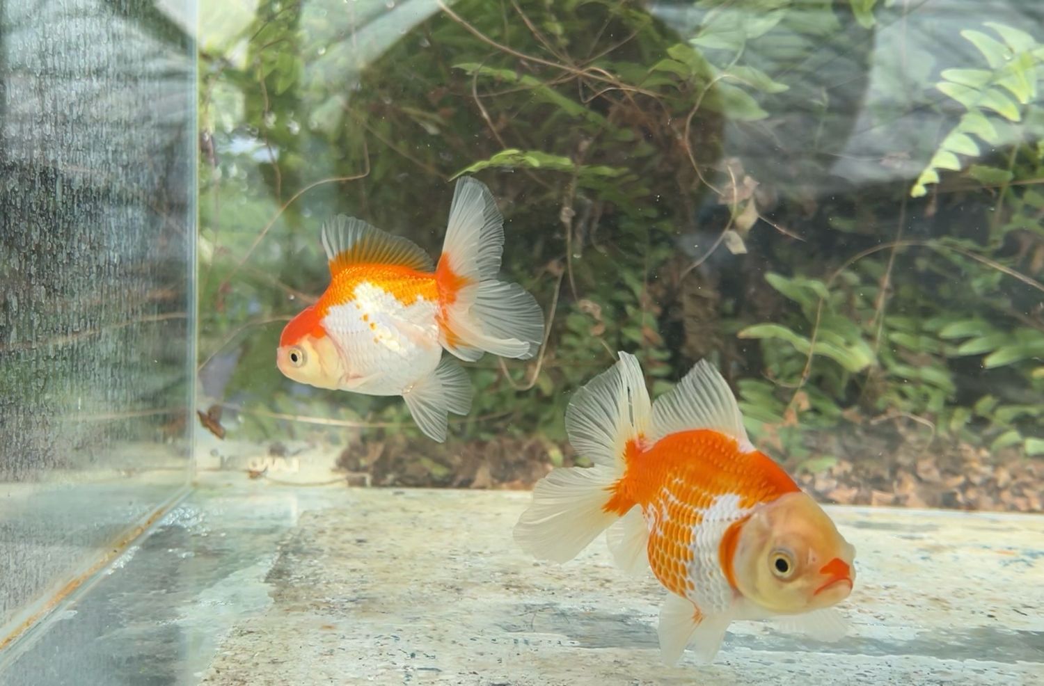 2 Pack Red And White Peonytail Orandas (M,F, 3.5 - 3.75”) - Free Shipping