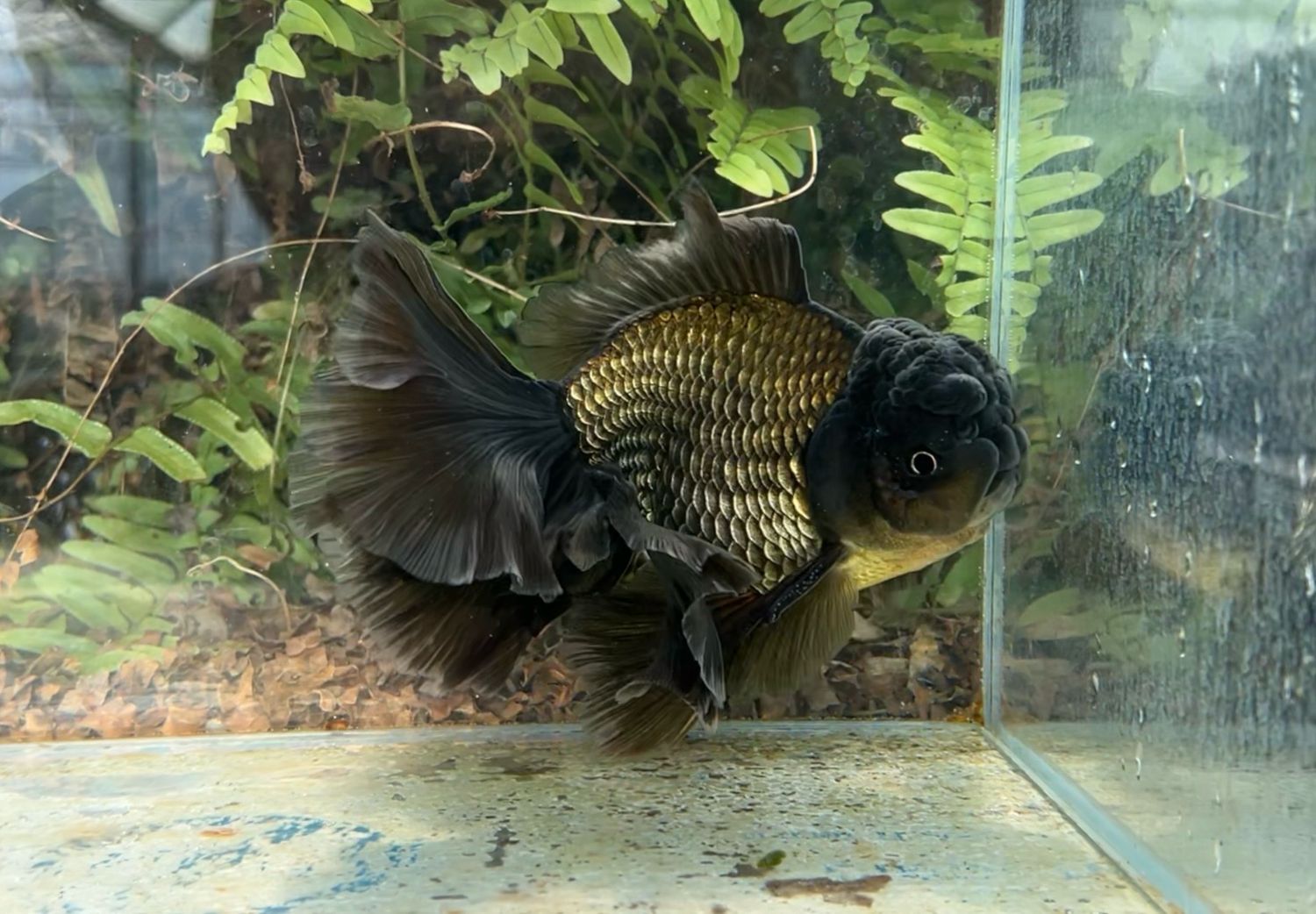 Black Rosetail Oranda (M, 6.5”) - Free Shipping