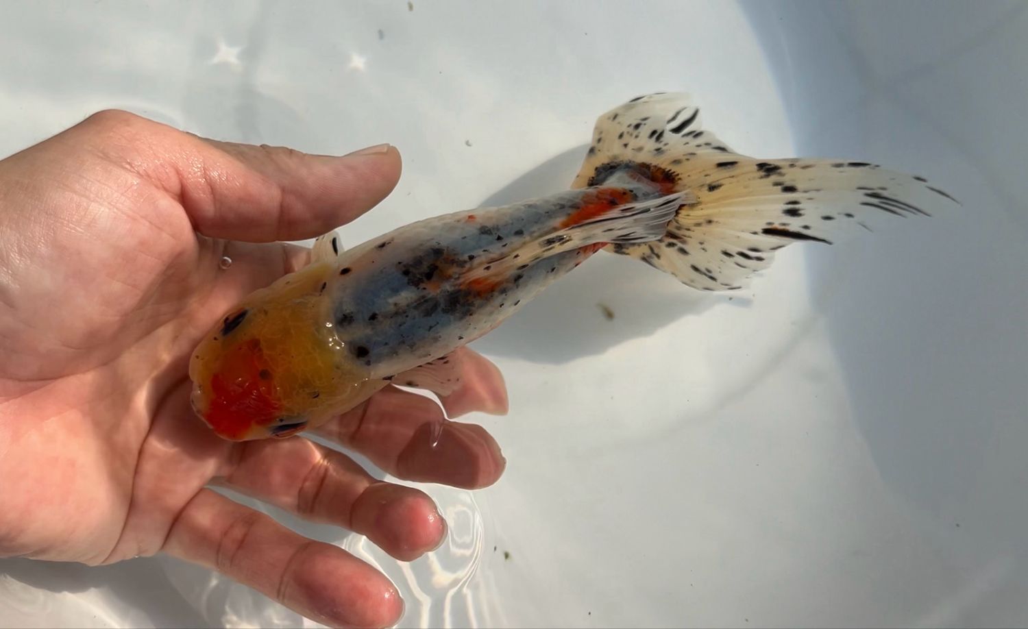 Azumanishiki (F, 7.25”) - Free Shipping