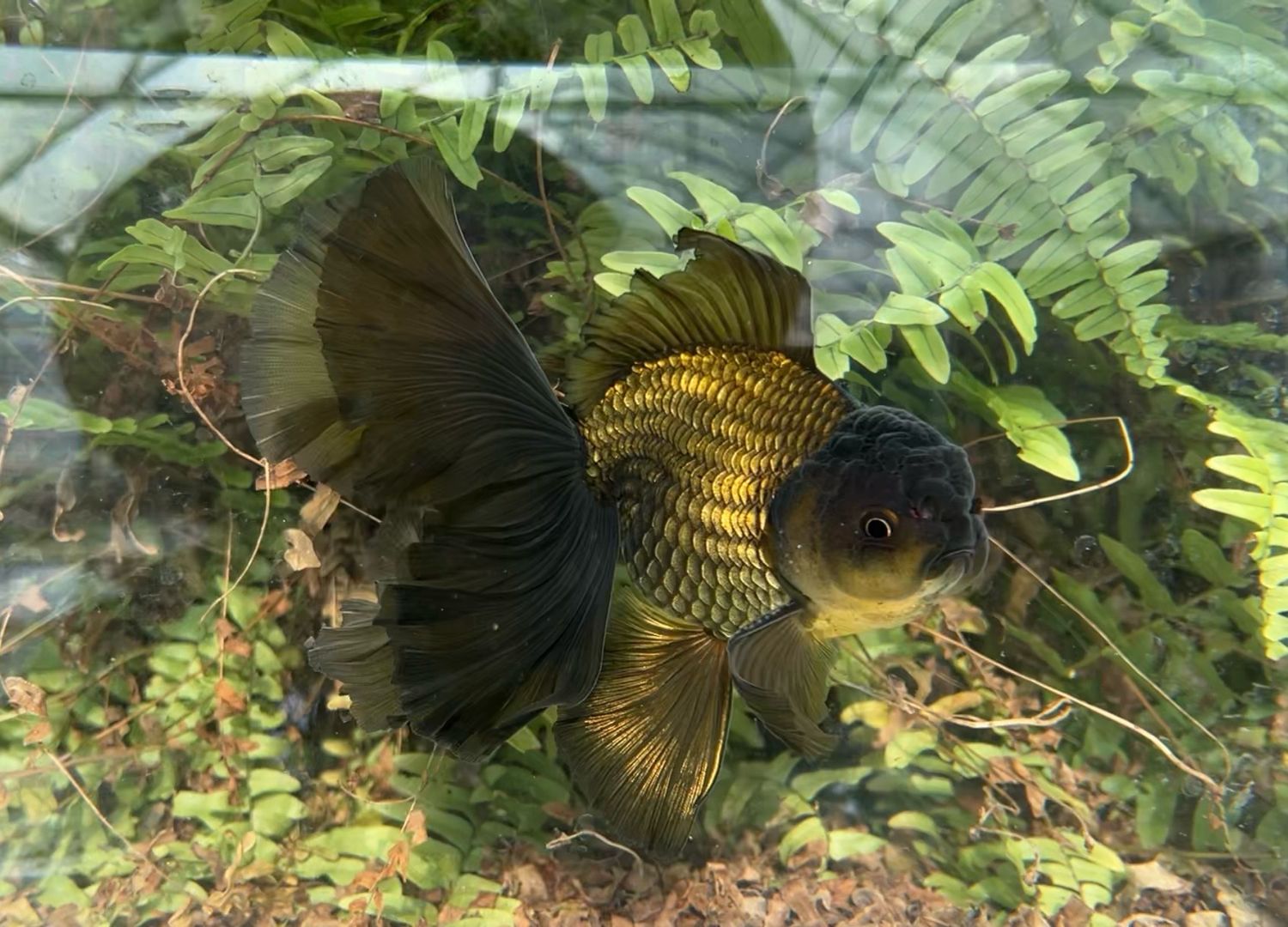 Black Rosetail Oranda (M, 6.25”) - Free Shipping