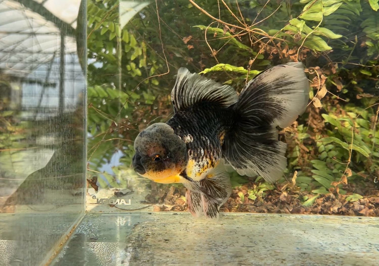 Kirin Rosetail Oranda (M, 6.25”) - Free Shipping