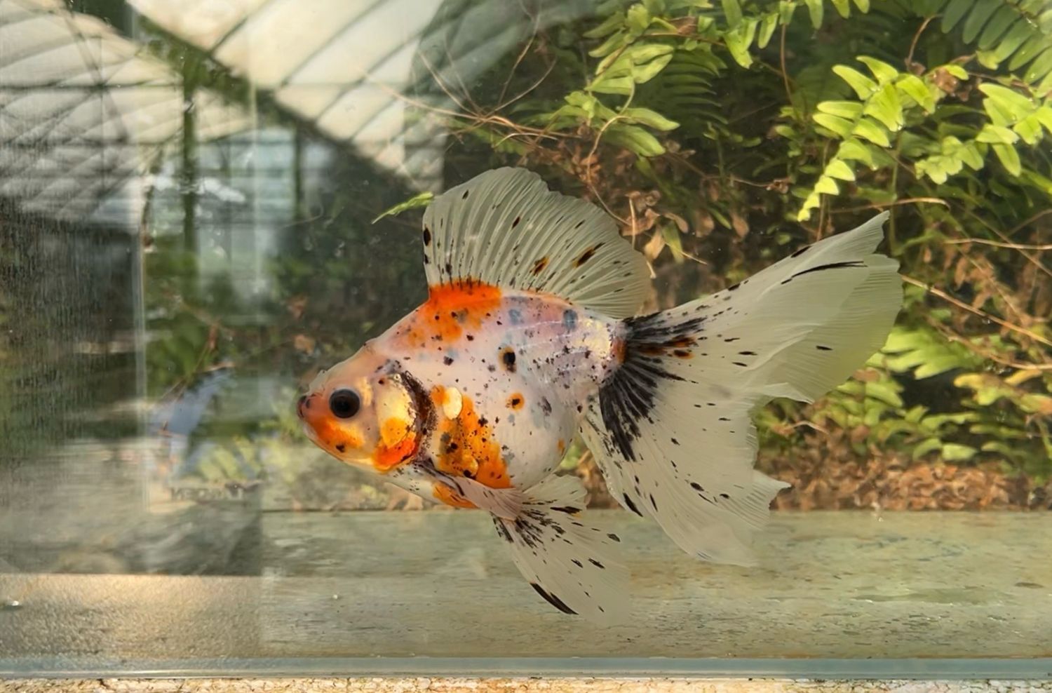 Calico Veiltail (F, 7”) - Free Shipping