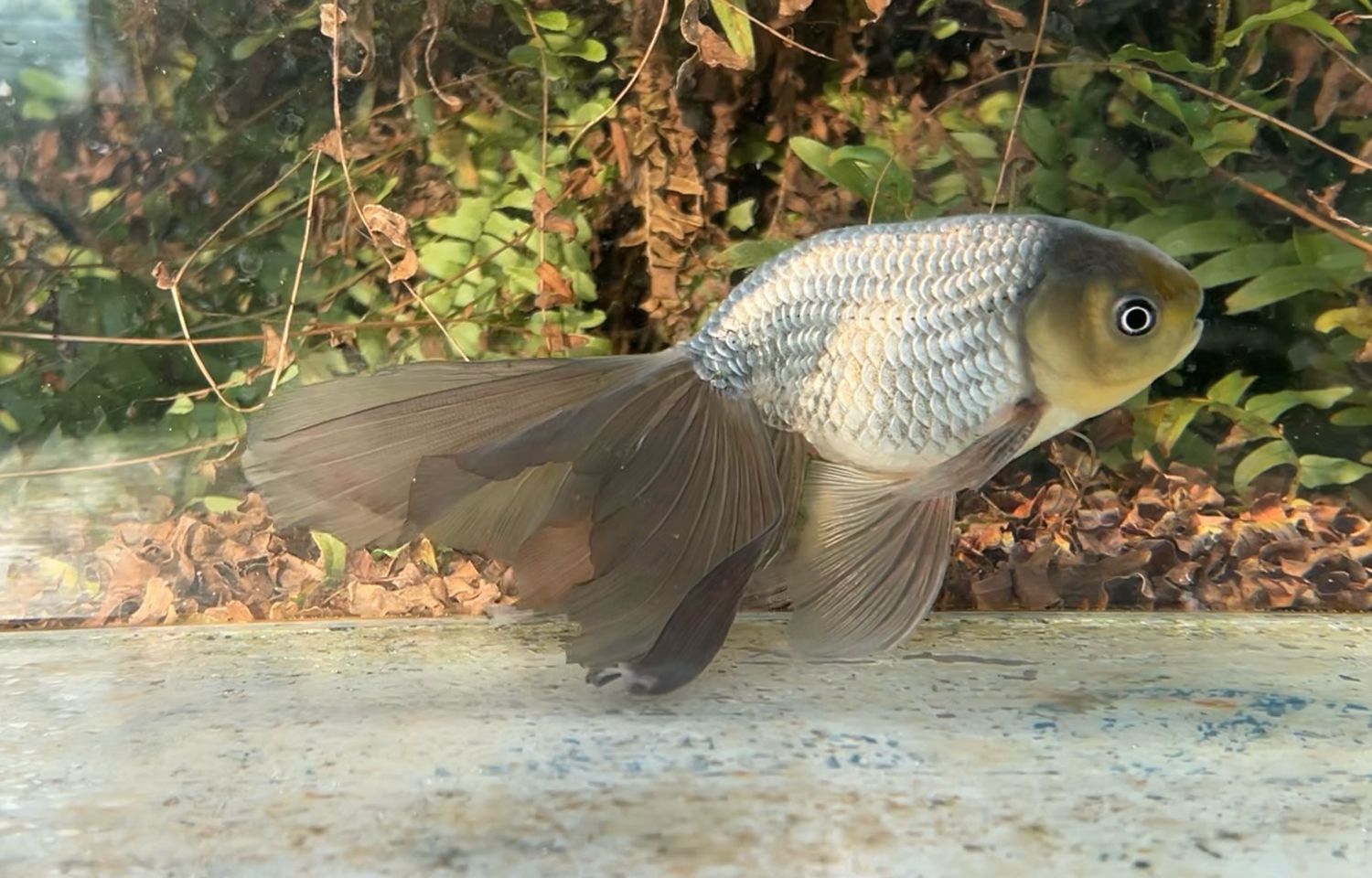 Blue Egg Phoenix (M, 7”) - Free Shipping