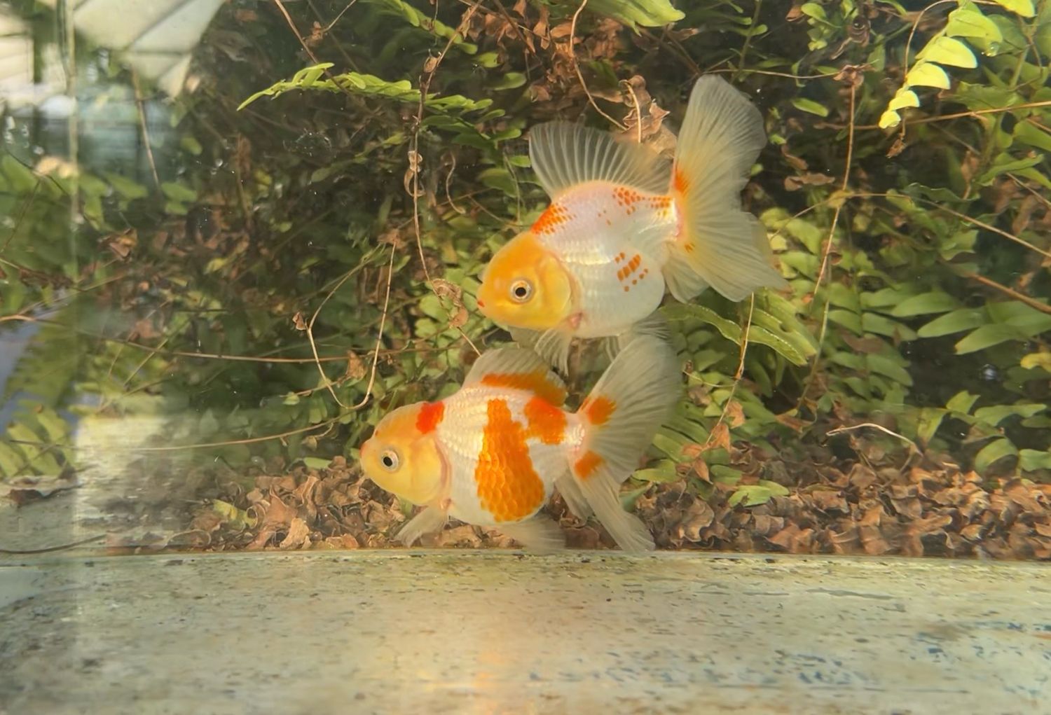 2 Pack Red And White Peonytail Orandas (M,F, 3.5 - 3.75”) - Free Shipping