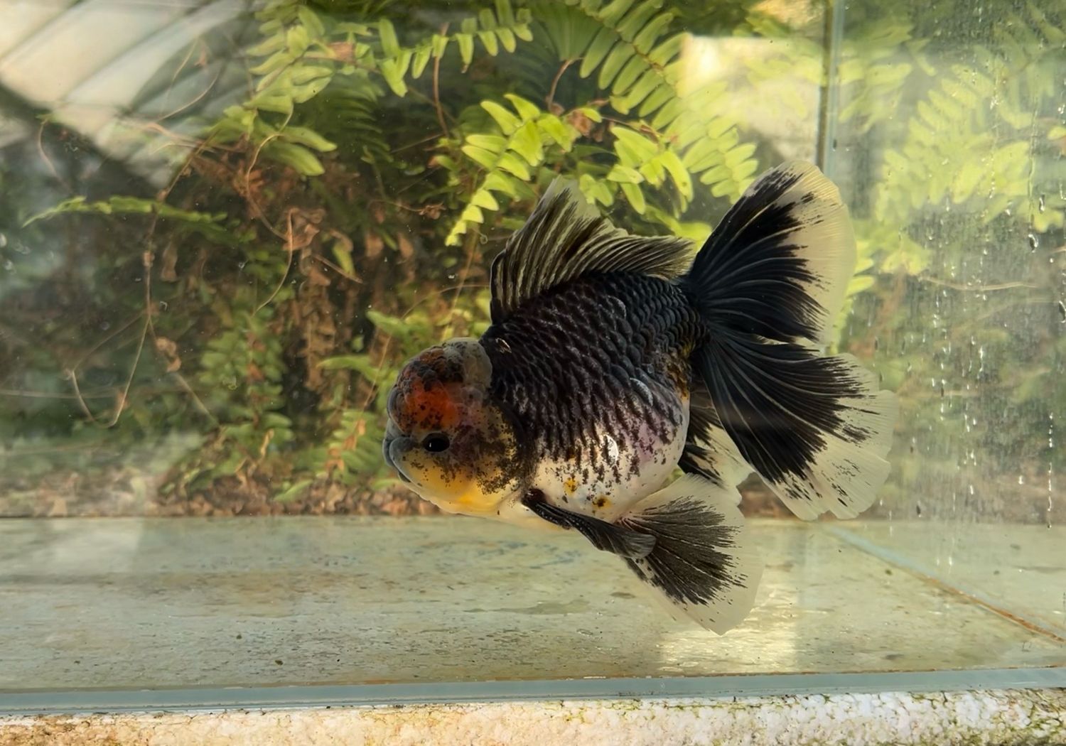 Black Kirin Rosetail Oranda (M, 6.5”) - Free Shipping