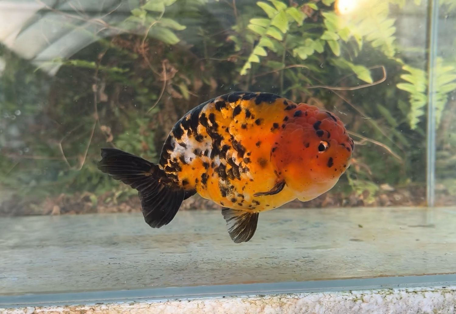Tiger Yuanbao Ranchu (M, 5”) - Free Shipping