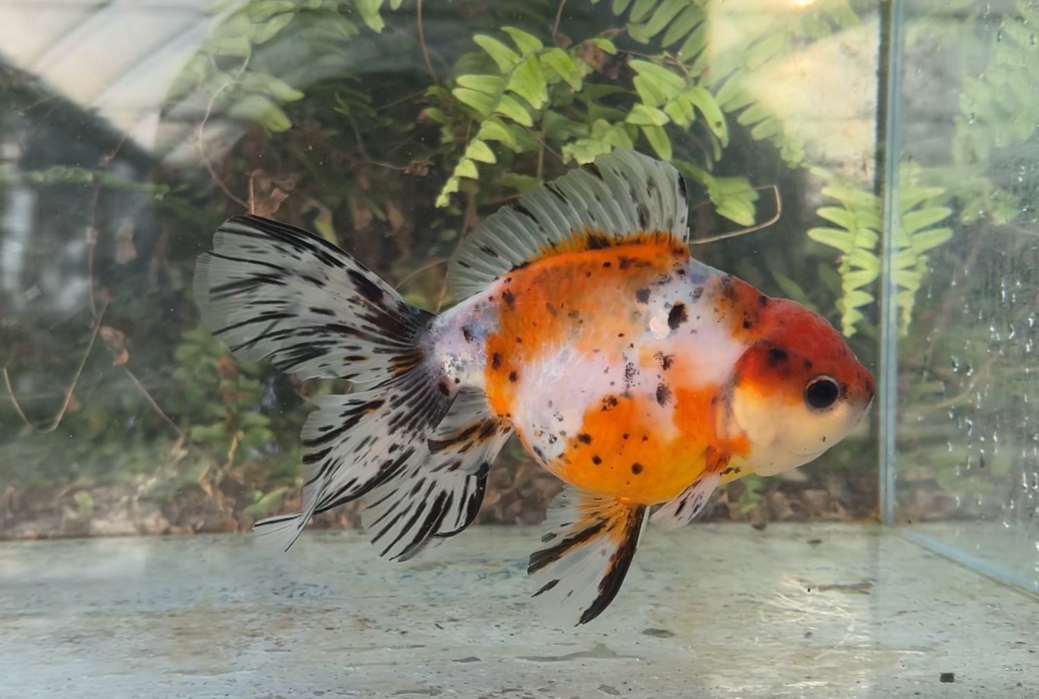 Calico Lotus Leaf Tail Oranda (F, 6.75”) - Free Shipping