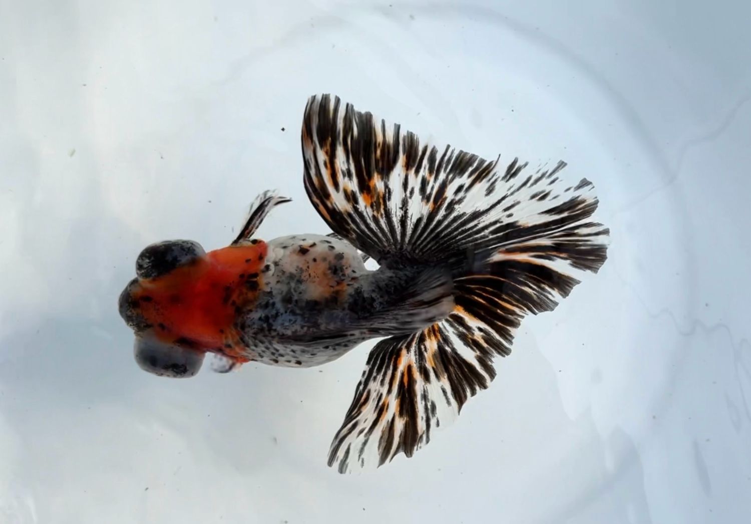 Calico Telescope Butterfly (F, 5”) - Free Shipping