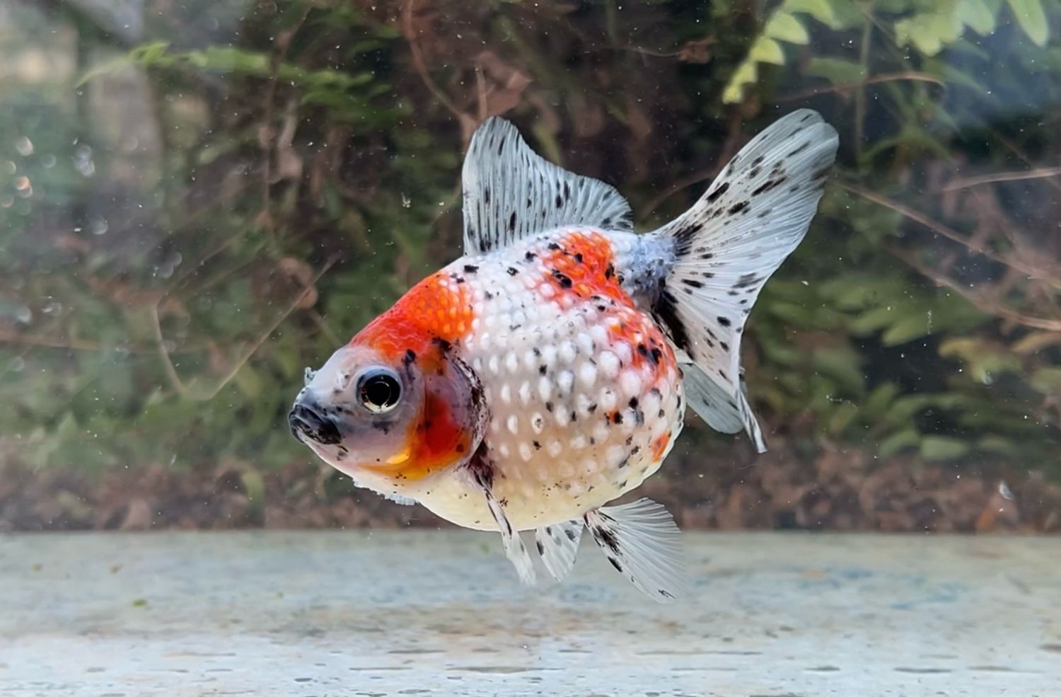 Calico Mousehead Pearlscale (F, 4.5”) - Free Shipping