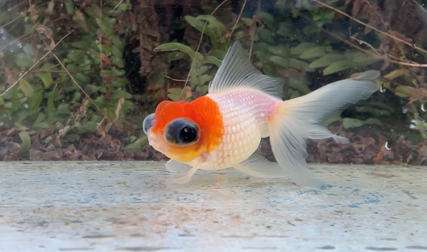 Red And White Crown Pearlscale Doll (F, 4.75”) - Free Shipping