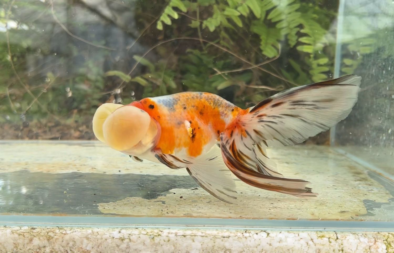 Calico Bubbleeye (M, 5.75”) - Free Shipping
