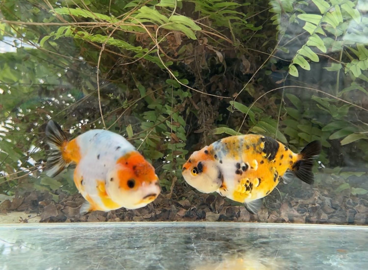 2 Pack Assorted Yuanbao Ranchus (3.75 - 4”) - Free Shipping