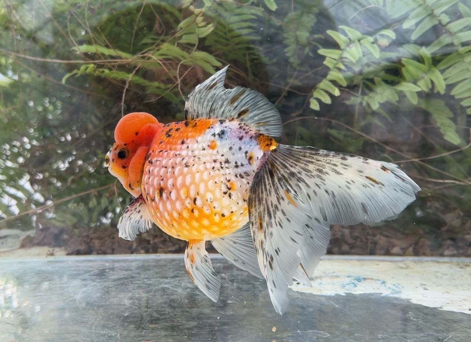 Calico Crown Pearlscale (M, 7”) - Free Shipping