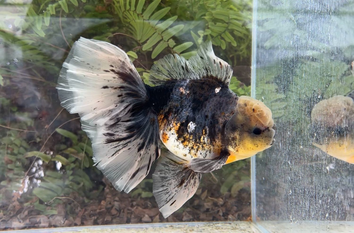 Kirin Rosetail Oranda (M, 7”) - Free Shipping