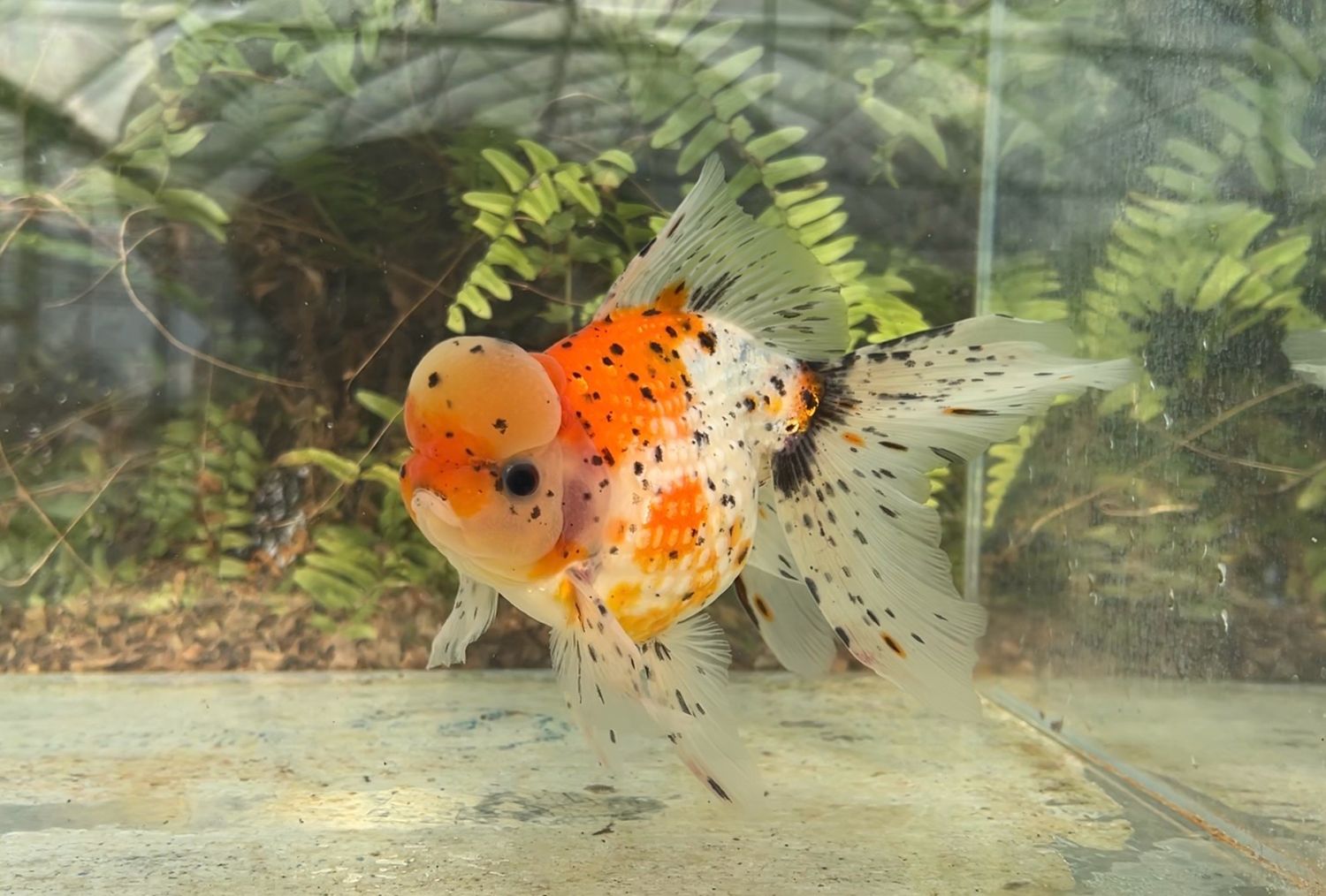 Calico Crown Pearlscale (M, 7”) - Free Shipping