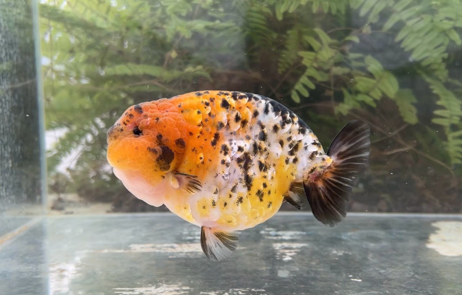 Calico Yuanbao Ranchu (M, 6”) - Free Shipping
