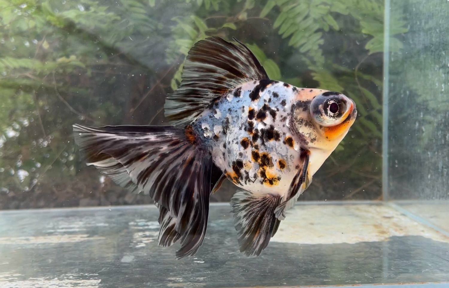 Calico Telescope Butterfly (M, 6”) - Free Shipping