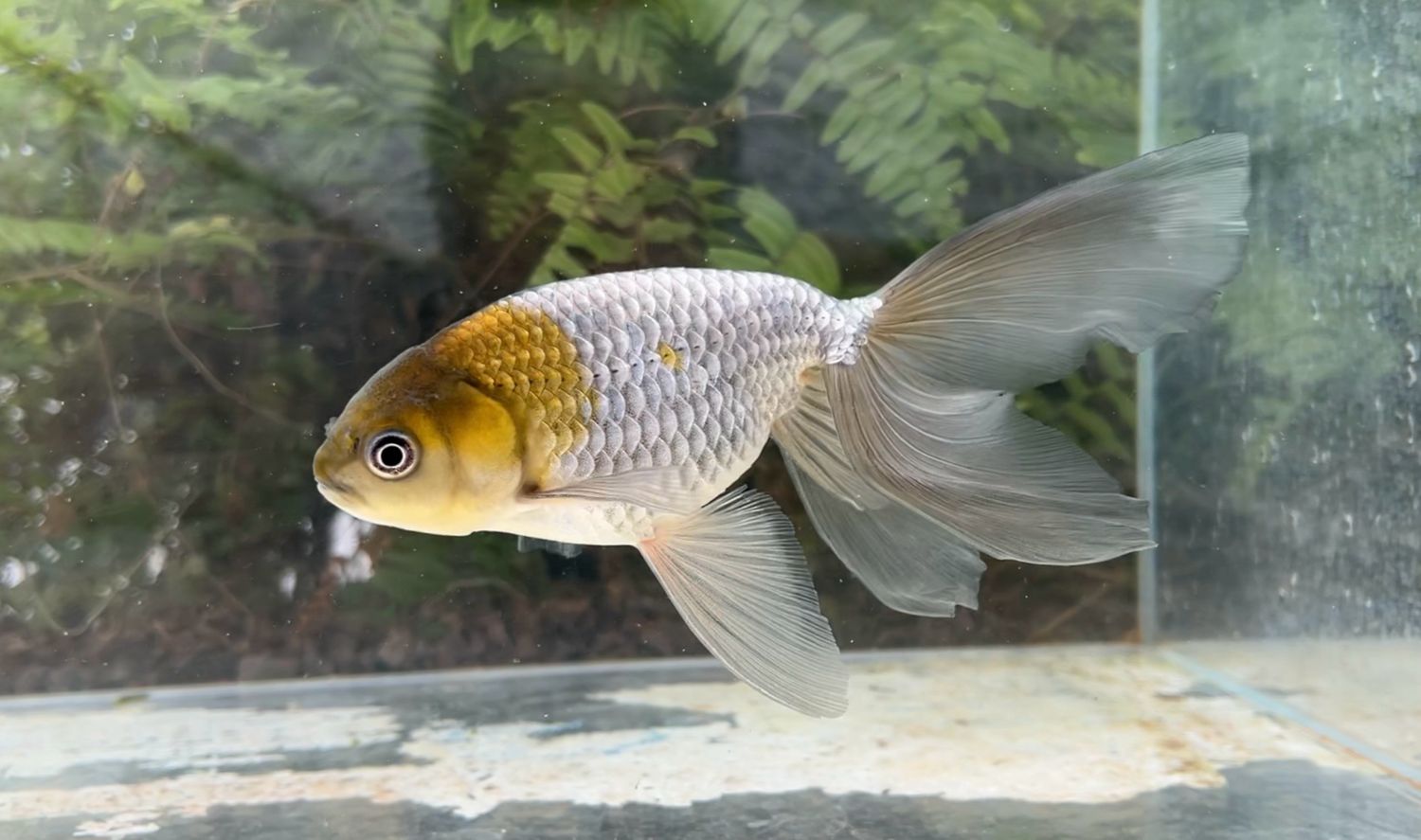 Blue Egg Phoenix (F, 7”) - Free Shipping