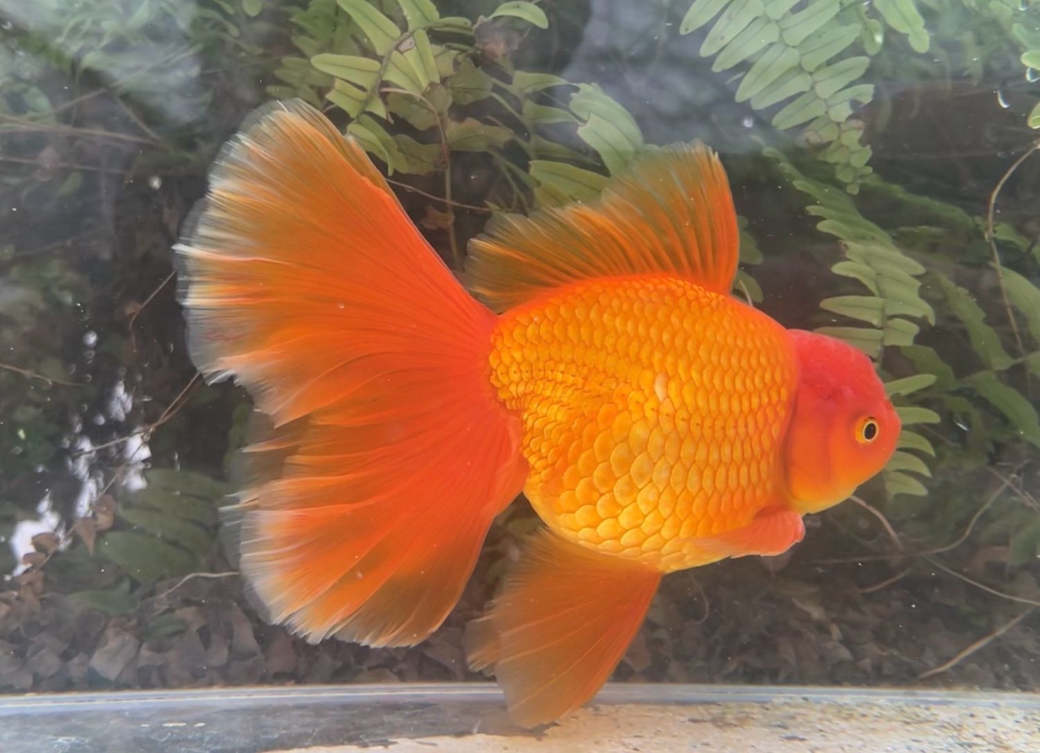 Red Peonytail Oranda (M, 7”) - Free Shipping