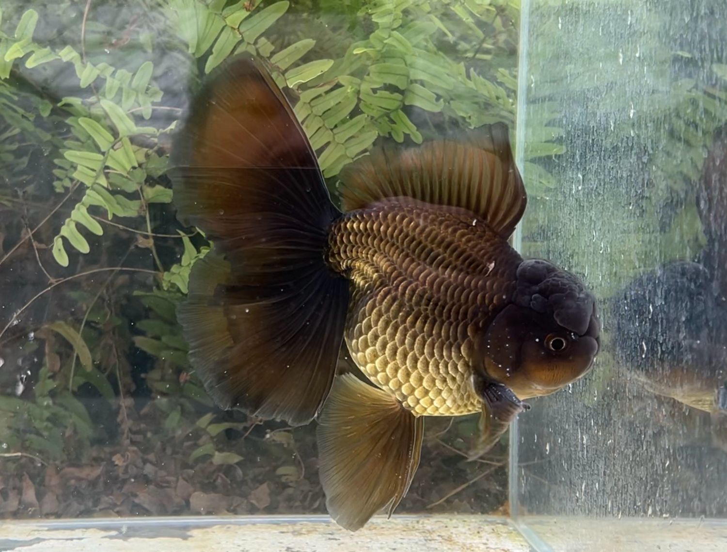 Black Rosetail Oranda (M, 6.5”) - Free Shipping