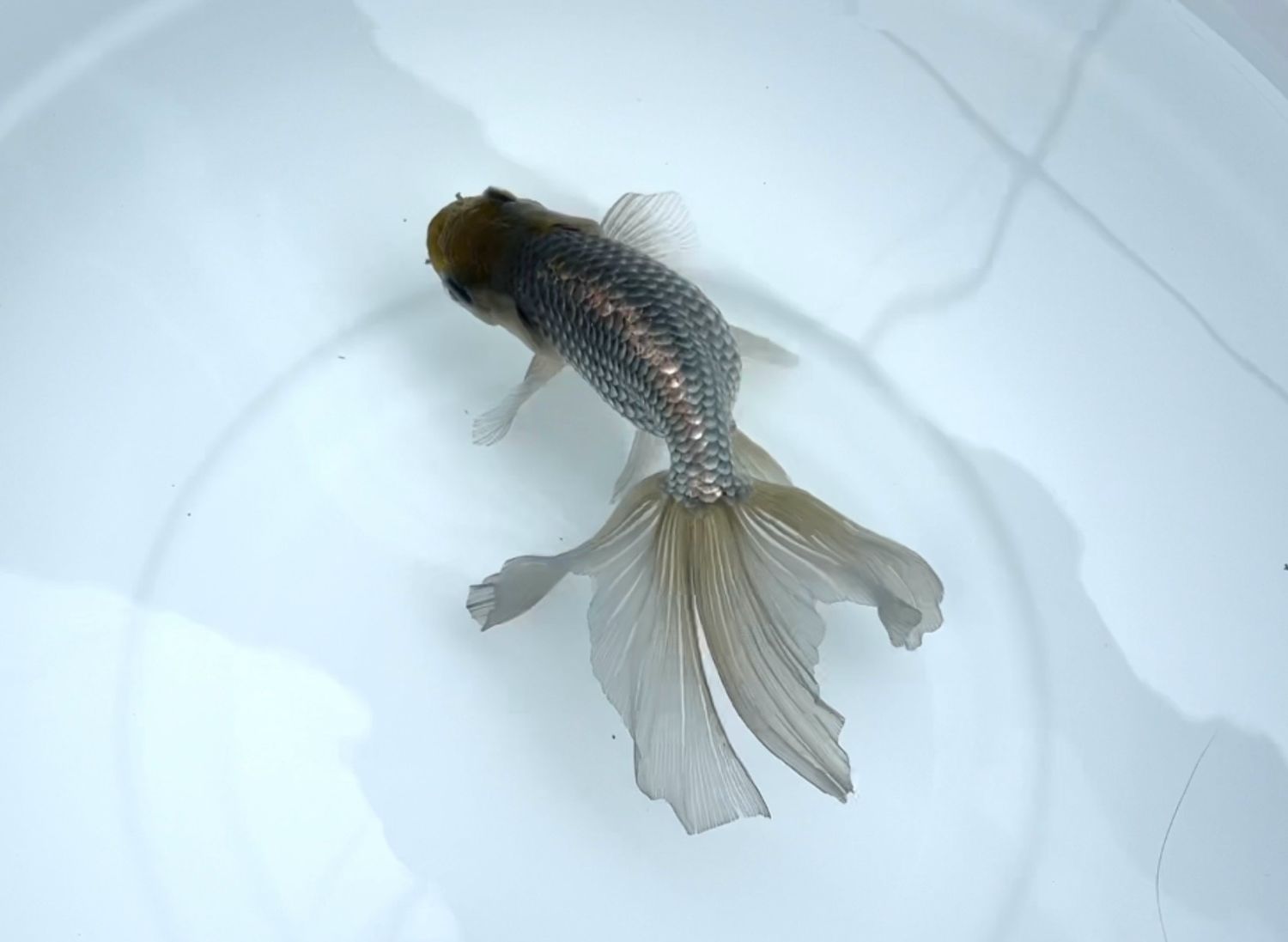 Blue Egg Phoenix (F, 6”) - Free Shipping