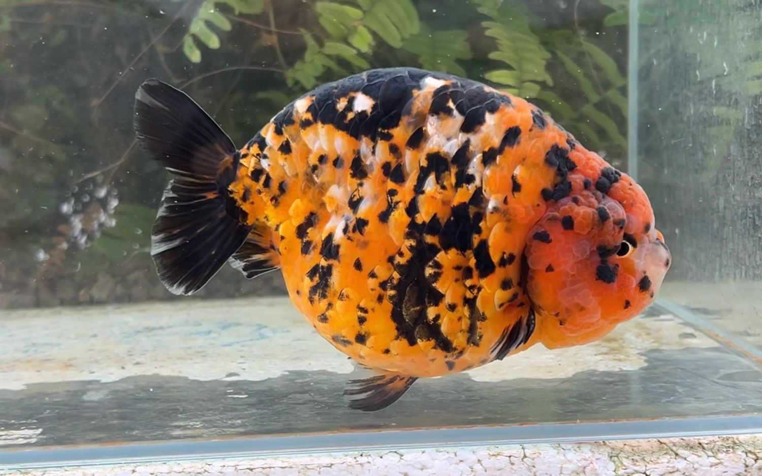 Calico Yuanbao Ranchu (M, 6”) - Free Shipping