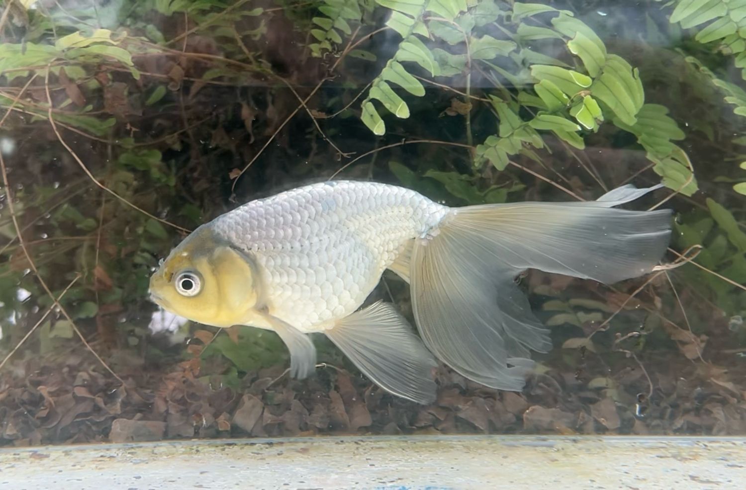 Blue Egg Phoenix (F, 7”) - Free Shipping