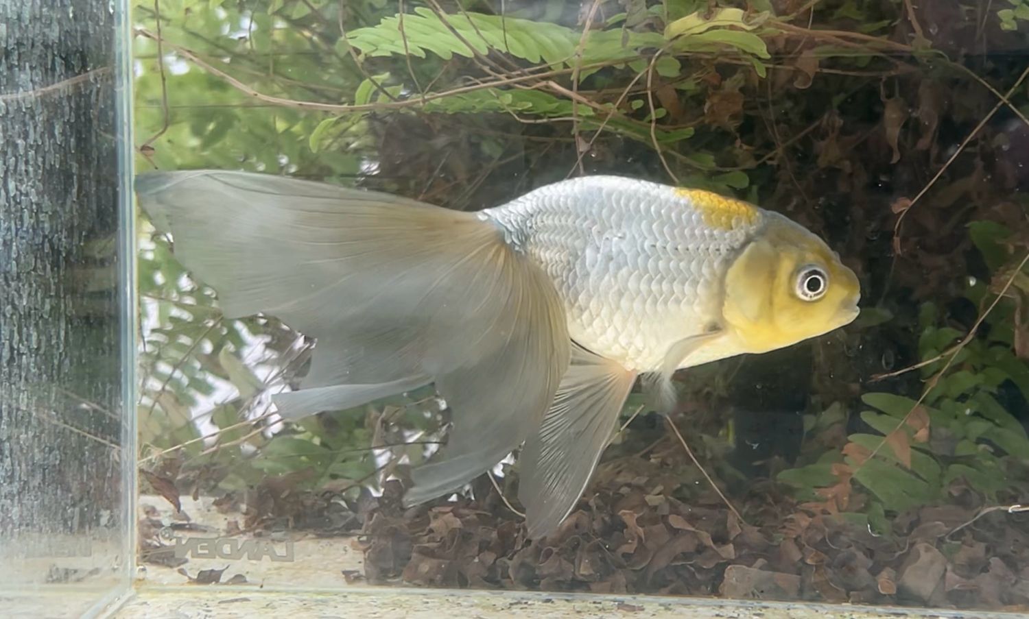 Blue Egg Phoenix (F, 7”) - Free Shipping