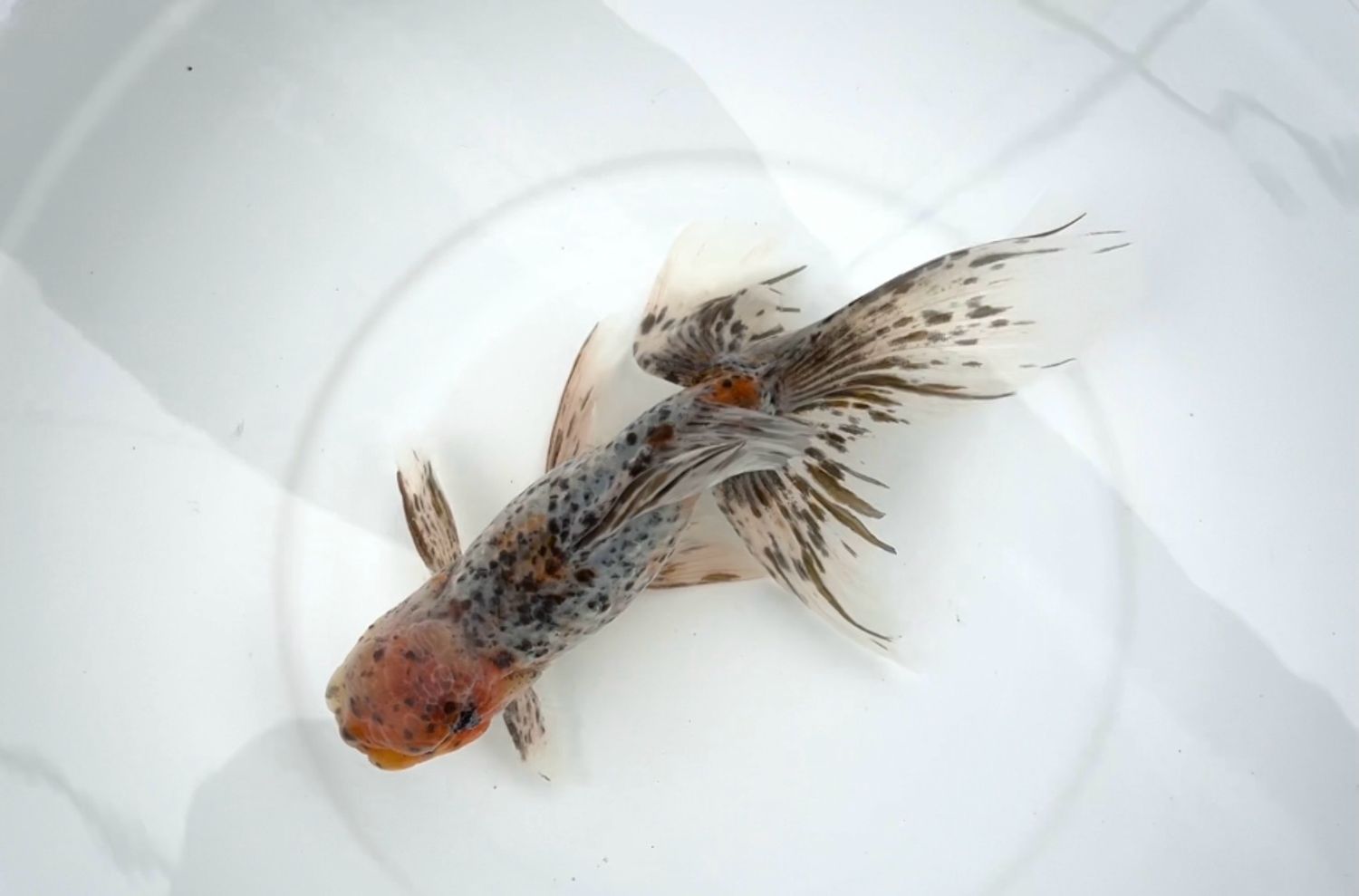 Azumanishiki (M, 7.5”) - Free Shipping