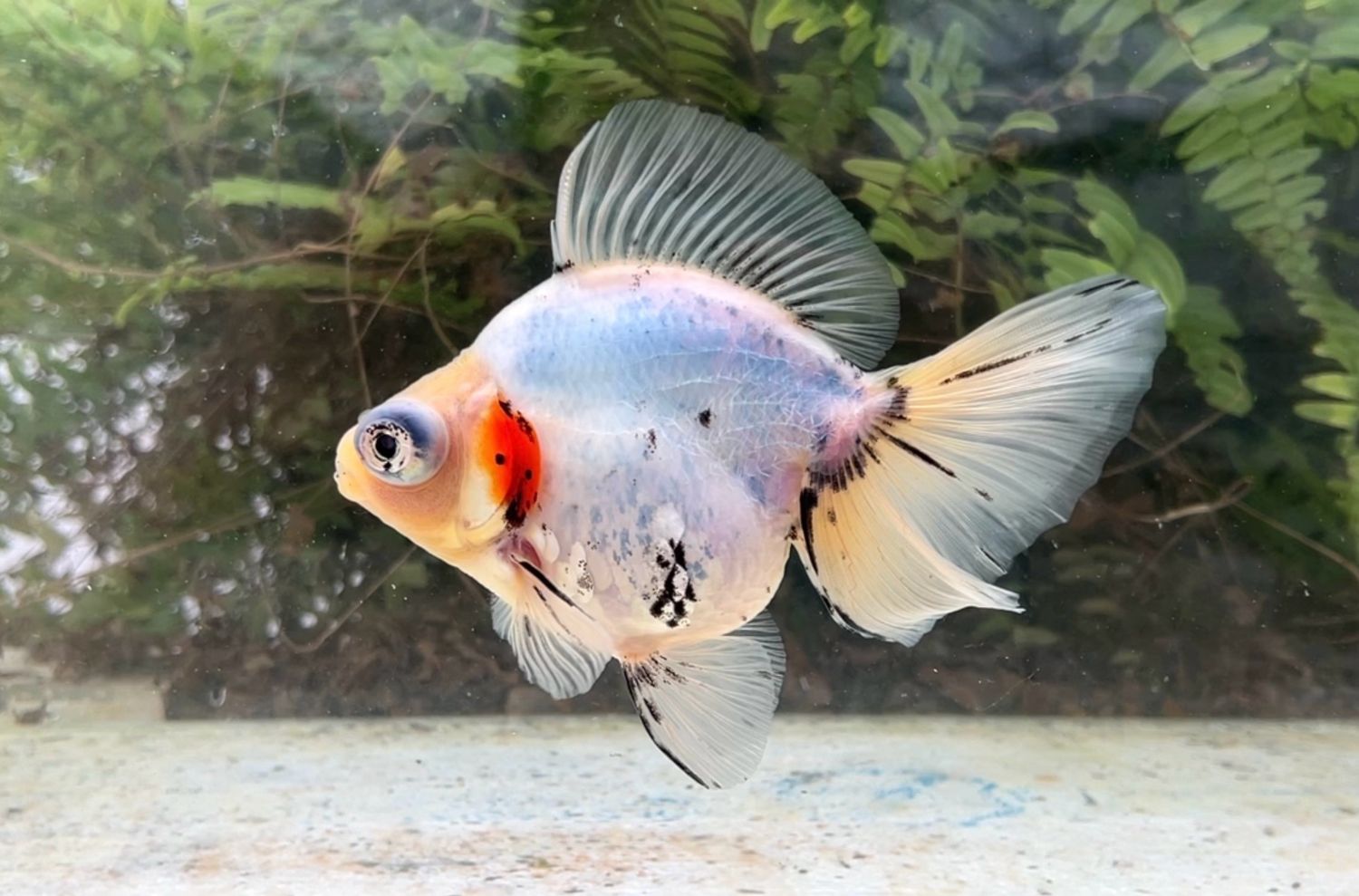 Blue Based Deep Body Telescope Butterfly (F, 5.75”) - Free Shipping