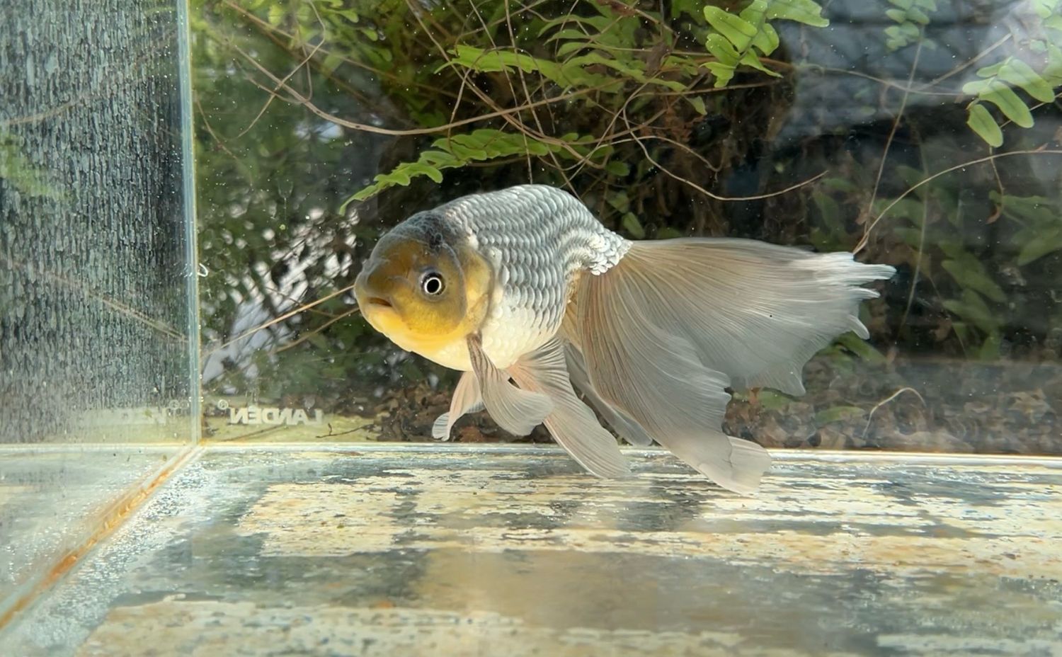 Blue Egg Phoenix (M, 7.25”) - Free Shipping