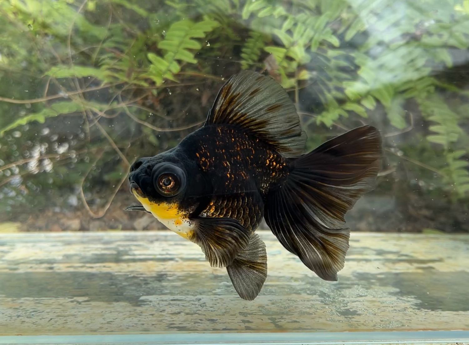 Black Fire Deep Body Telescope Butterfly (F, 5”) - Free Shipping