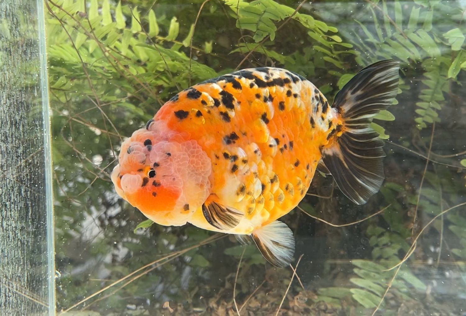 Calico Yuanbao Ranchu (M, 6.25”) - Free Shipping