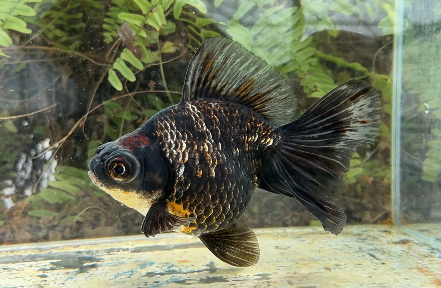 Black Fire Derp Body Telescope Butterfly (F, 6”) - Free Shipping