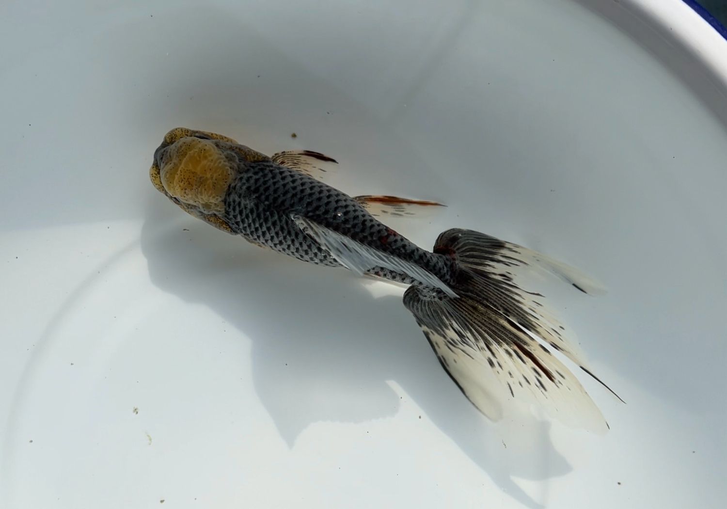 Azumanishiki (F, 7”) - Free Shipping