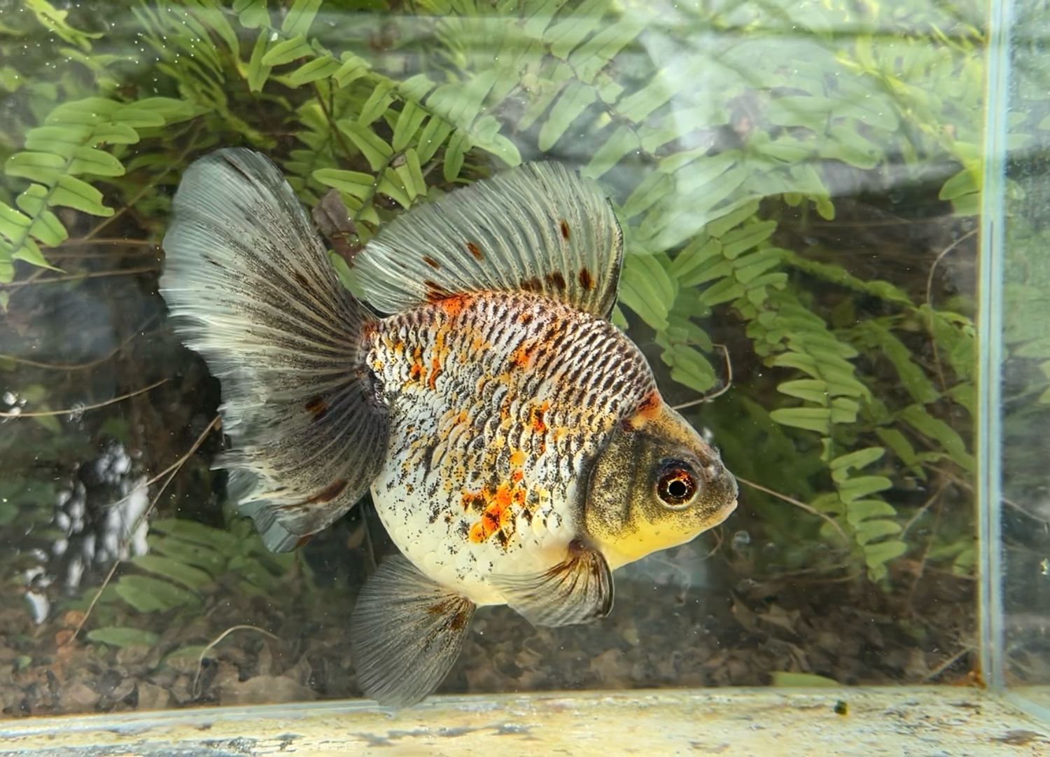 Blue And Red Broadtail Ryukin (F, 6”) - Free Shipping