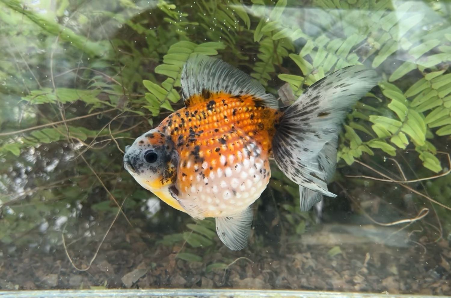 Blue Head Calico Mousehead Pearlscale (M, 6”) - Free Shipping