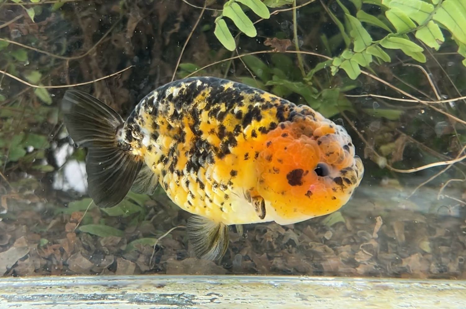 Tiger Yuanbao Ranchu (M, 4.75”) - Free Shipping