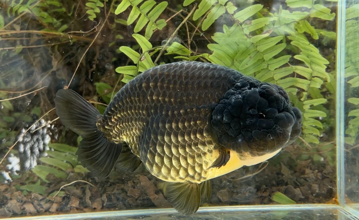 Black Yuanbao Ranchu (M, 6.25”) - Free Shipping