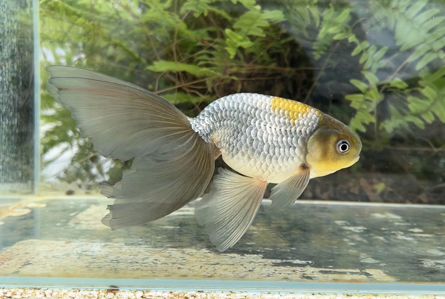 Blue Egg Phoenix (M, 7”) - Free Shipping