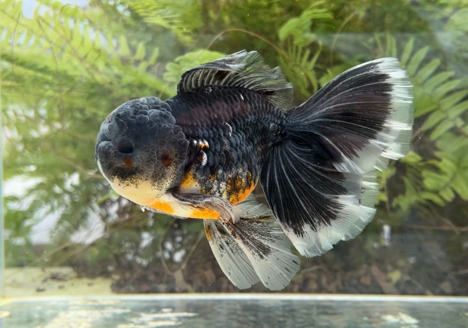 Black Kirin Rosetail Oranda (M, 6”) - Free Shipping