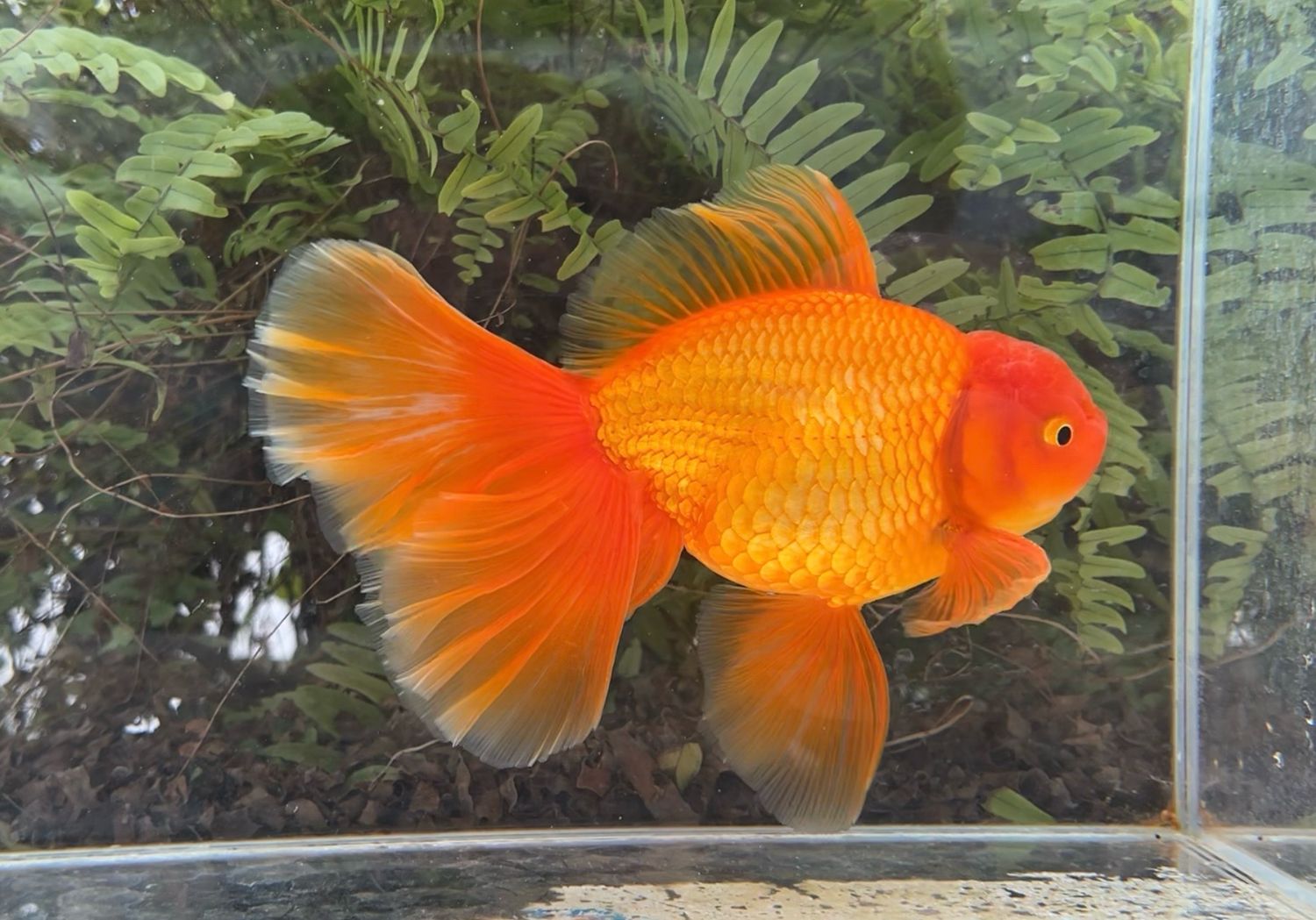 Red Peonytail Oranda (M, 7.25”) - Free Shipping