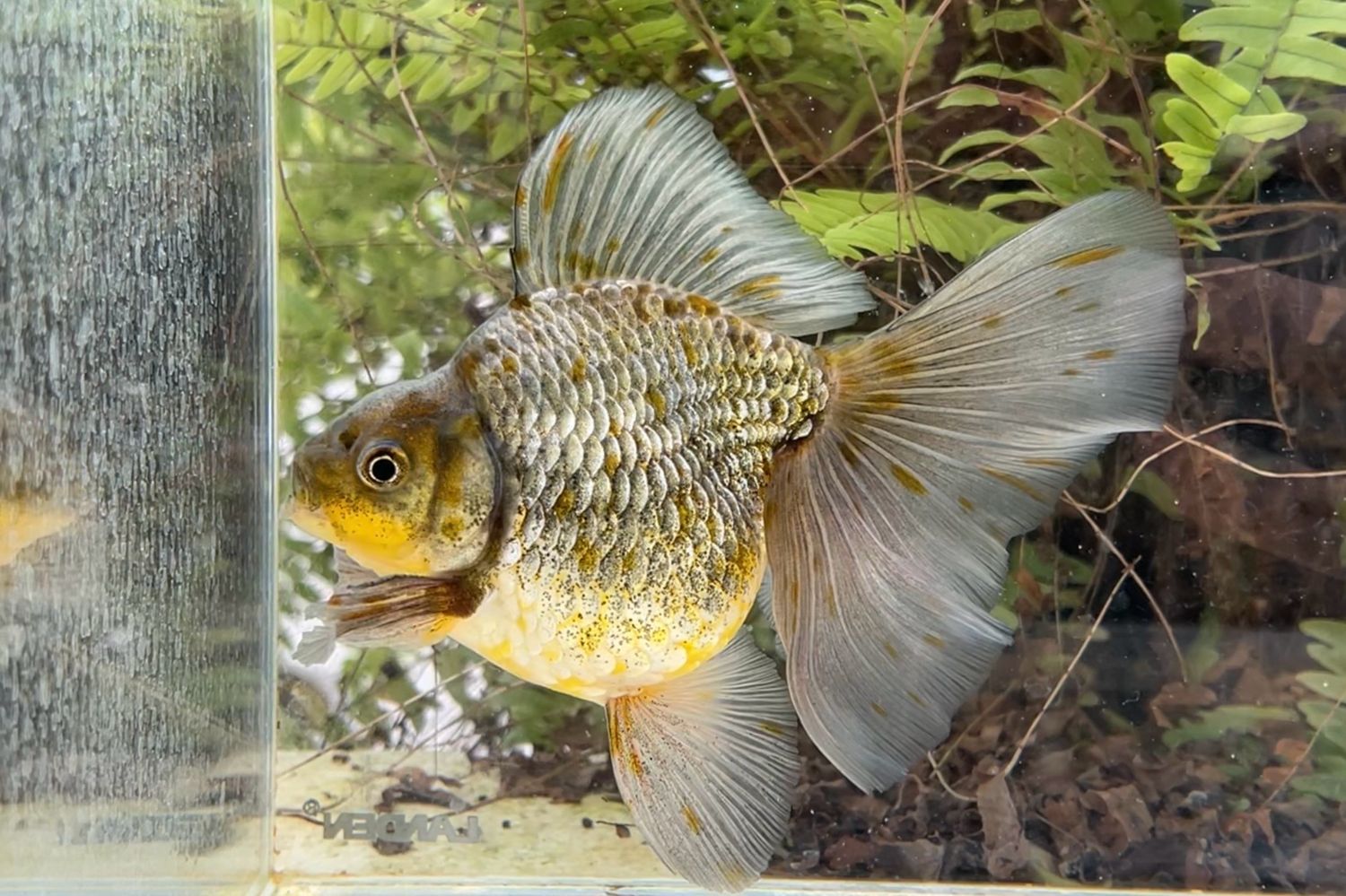 Blue And Green Broadtail Ryukin (M, 5.75”) - Free Shipping