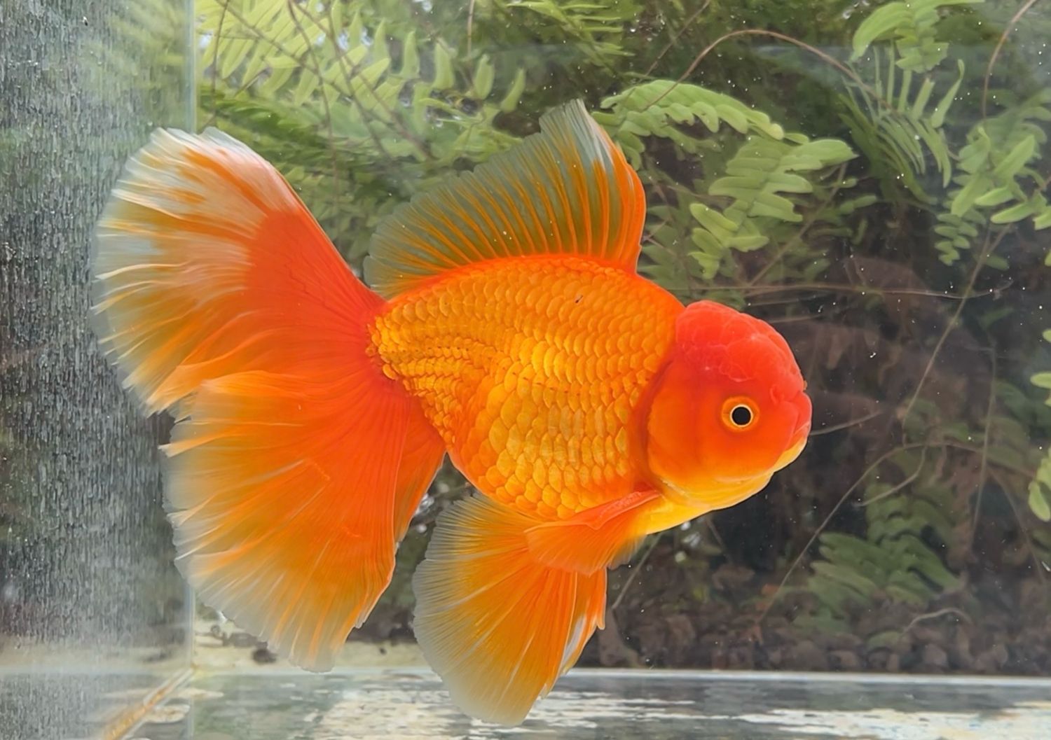 Red Peonytail Oranda (M, 7”) - Free Shipping